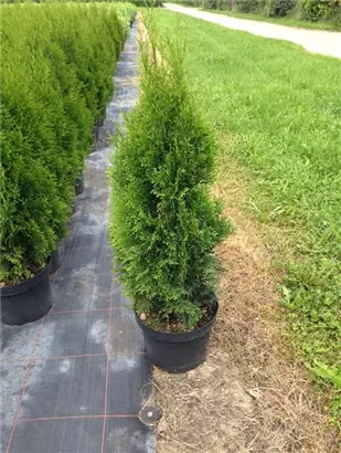 Lebensbaum 'Smaragd' - Thuja occidentalis 'Smaragd' - Heckenpflanzen