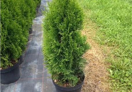 Thuja occidentalis 'Smaragd' - Heckenpflanzen - Lebensbaum 'Smaragd'