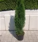 Lebensbaum 'Smaragd' - Thuja occidentalis 'Smaragd' - Heckenpflanzen
