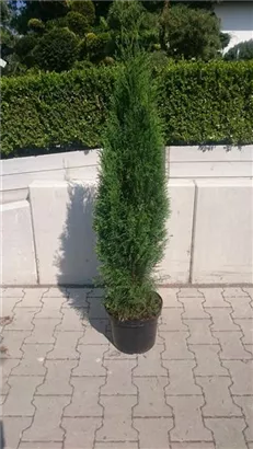 Lebensbaum 'Smaragd' - Thuja occidentalis 'Smaragd' - Heckenpflanzen