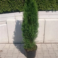 Thuja occidentalis 'Smaragd' - Heckenpflanzen, C 7,5 100- 120