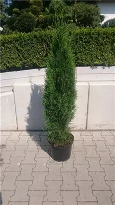 Lebensbaum 'Smaragd' - Thuja occidentalis 'Smaragd' - Heckenpflanzen