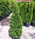 Lebensbaum 'Smaragd' - Thuja occidentalis 'Smaragd' - Heckenpflanzen