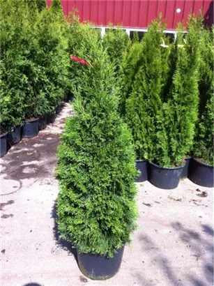 Lebensbaum 'Smaragd' - Thuja occidentalis 'Smaragd' - Heckenpflanzen