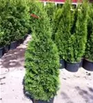 Lebensbaum 'Smaragd' - Thuja occidentalis 'Smaragd' - Heckenpflanzen
