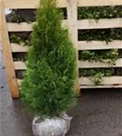 Lebensbaum 'Smaragd' - Thuja occidentalis 'Smaragd' - Heckenpflanzen