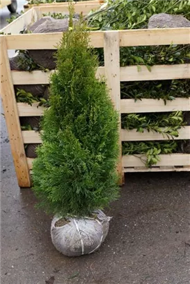 Lebensbaum 'Smaragd' - Thuja occidentalis 'Smaragd' - Heckenpflanzen