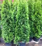 Lebensbaum 'Smaragd' - Thuja occidentalis 'Smaragd' - Heckenpflanzen