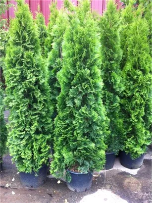 Lebensbaum 'Smaragd' - Thuja occidentalis 'Smaragd' - Heckenpflanzen