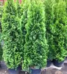 Lebensbaum 'Smaragd' - Thuja occidentalis 'Smaragd' - Heckenpflanzen