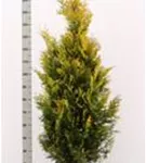 Lebensbaum 'Yellow Ribbon' - Thuja occidentalis 'Yellow Ribbon' - Heckenpflanzen