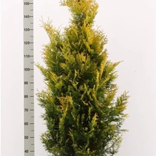 Thuja occidentalis 'Yellow Ribbon' - Heckenpflanzen, C 25 125- 150