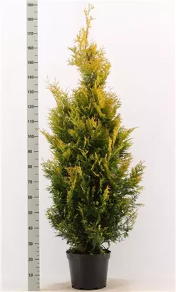 Lebensbaum 'Yellow Ribbon' - Thuja occidentalis 'Yellow Ribbon' - Heckenpflanzen