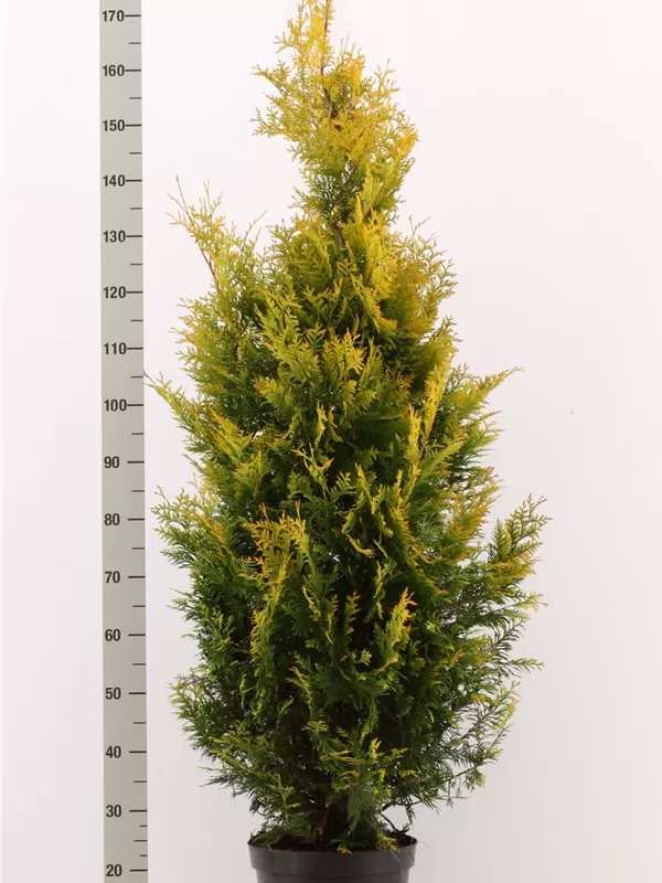 Lebensbaum 'Yellow Ribbon' - Thuja occidentalis 'Yellow Ribbon' - Heckenpflanzen