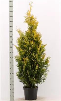 Lebensbaum 'Yellow Ribbon' - Thuja occidentalis 'Yellow Ribbon' - Heckenpflanzen