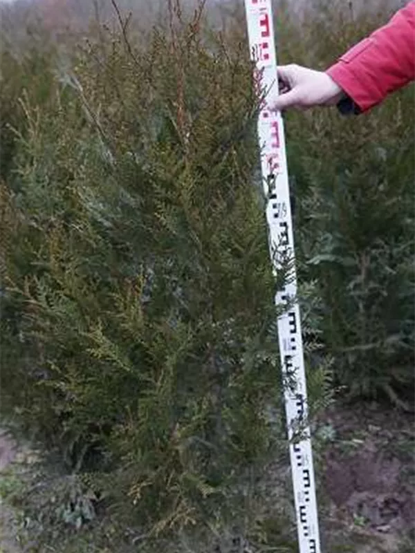 Grüner Riesen-Lebensbaum - Thuja plicata 'Atrovirens' Grüner Riesen-Lebensbaum - Thuja plicata 'Atrovirens'