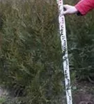 Grüner Riesen-Lebensbaum - Thuja plicata 'Atrovirens'