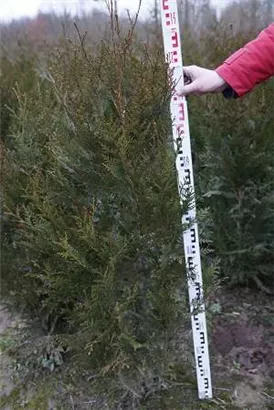 Grüner Riesen-Lebensbaum - Thuja plicata 'Atrovirens'