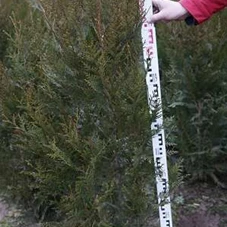 Thuja plicata 'Atrovirens', mB 100- 125