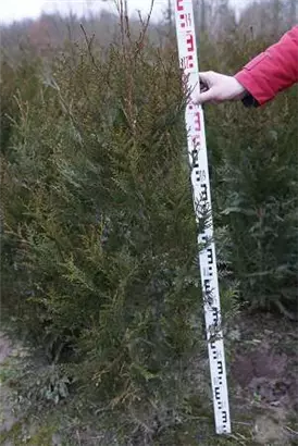 Grüner Riesen-Lebensbaum - Thuja plicata 'Atrovirens'