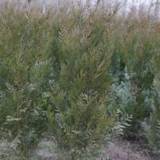 Thuja plicata 'Atrovirens', mB 125- 150 Thuja plicata 'Atrovirens', mB 125- 150