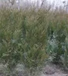 Grüner Riesen-Lebensbaum - Thuja plicata 'Atrovirens'