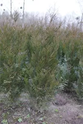 Grüner Riesen-Lebensbaum - Thuja plicata 'Atrovirens'