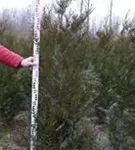 Grüner Riesen-Lebensbaum - Thuja plicata 'Atrovirens'