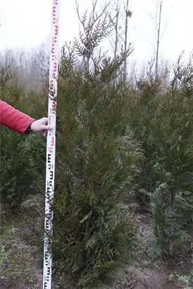 Grüner Riesen-Lebensbaum - Thuja plicata 'Atrovirens'