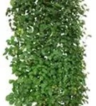 Winterlinde - Tilia cordata - Heckenelemente