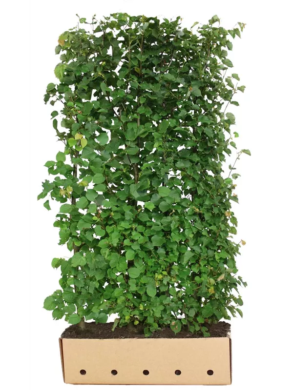 Winterlinde - Tilia cordata - Heckenelemente