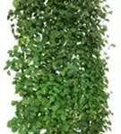 Winterlinde - Tilia cordata - Heckenelemente