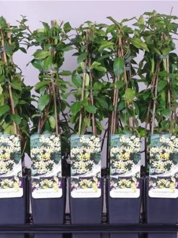 Trachelospermum jasminoides - Kletterpflanzen