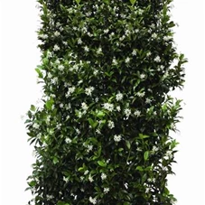Trachelospermum jasminoides - Heckenelemente, Heckenelement 180-
