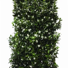 Trachelospermum jasminoides - Heckenelemente, Heckenelement 180-