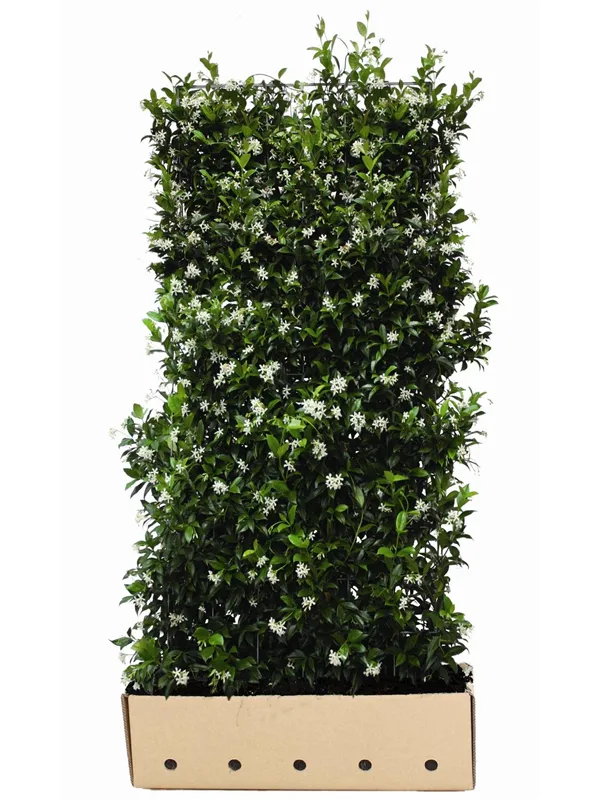 Trachelospermum jasminoides - Heckenelemente
