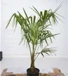 Hanfpalme - Trachycarpus fortunei