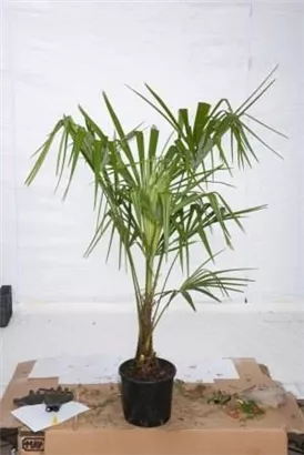 Hanfpalme - Trachycarpus fortunei