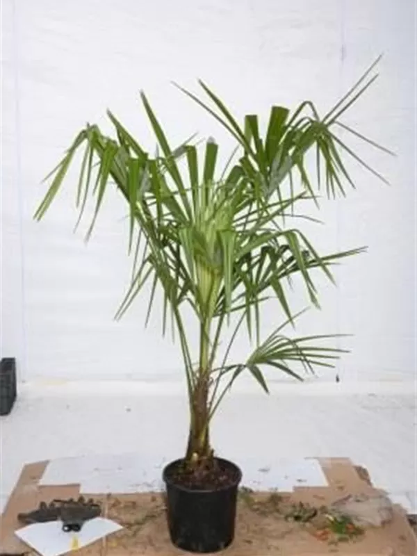 Hanfpalme - Trachycarpus fortunei