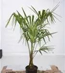 Hanfpalme - Trachycarpus fortunei