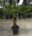 Hanfpalme - Trachycarpus fortunei