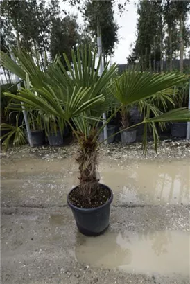 Hanfpalme - Trachycarpus fortunei