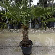 Trachycarpus fortunei, C 50 Sth. 50-60 125- 150
