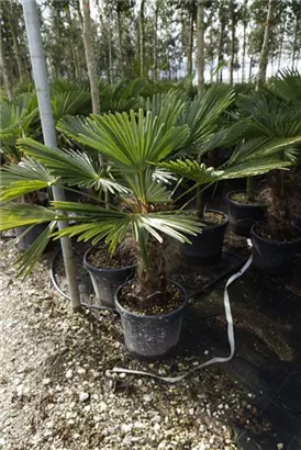 Hanfpalme - Trachycarpus fortunei