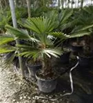 Hanfpalme - Trachycarpus fortunei