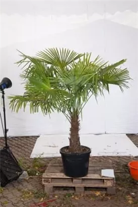 Hanfpalme - Trachycarpus fortunei