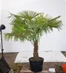 Hanfpalme - Trachycarpus fortunei