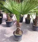 Hanfpalme - Trachycarpus fortunei