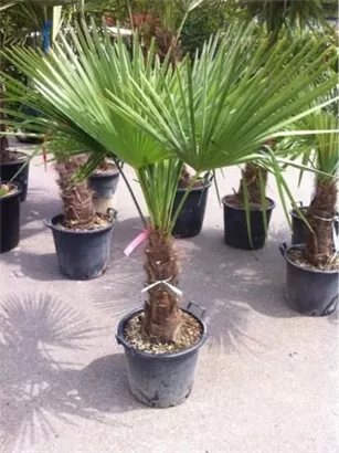 Hanfpalme - Trachycarpus fortunei