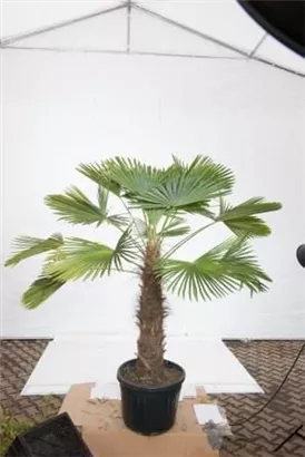Hanfpalme - Trachycarpus fortunei